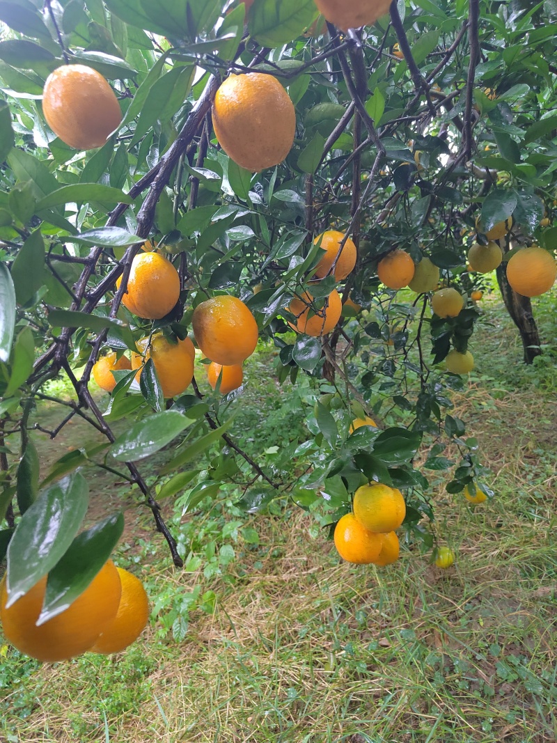 江永夏橙