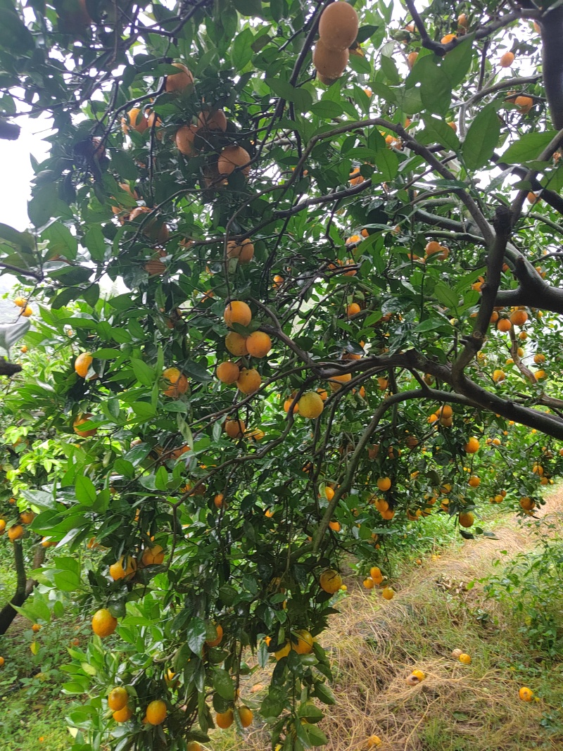 江永夏橙