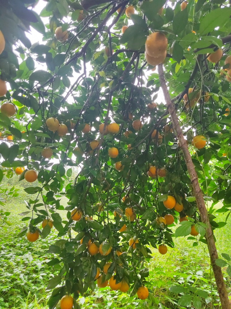 江永夏橙