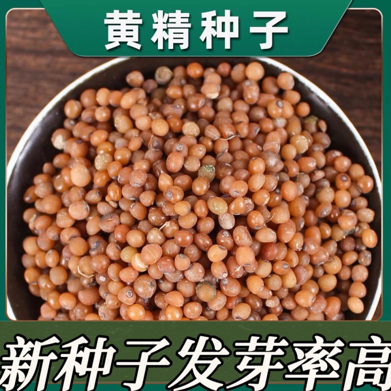 黄精种子当年新采黄精籽发芽率高批发零售种植简单好管理