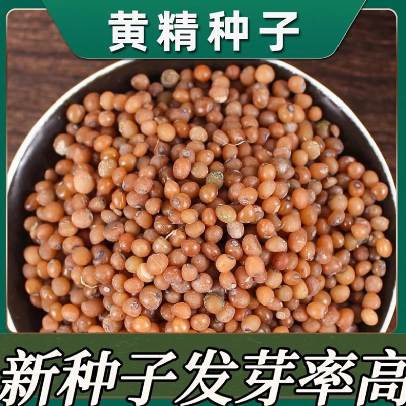 黄精种子当年新采黄精籽发芽率高批发零售种植简单好管理