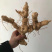 黄精种子当年新采黄精籽发芽率高批发零售种植简单好管理