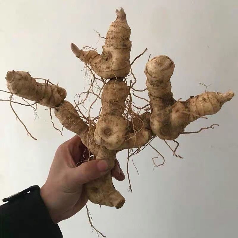 黄精种子当年新采黄精籽发芽率高批发零售种植简单好管理
