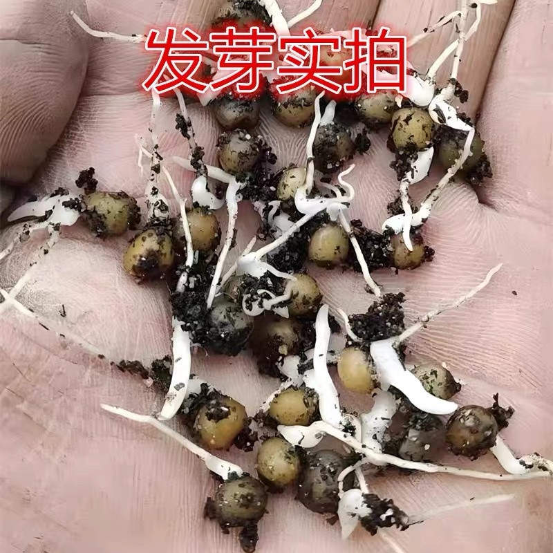 黄精种子当年新采黄精籽发芽率高批发零售种植简单好管理
