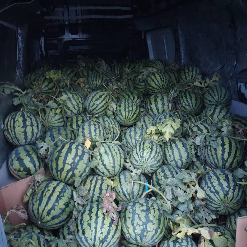 无籽美都西瓜