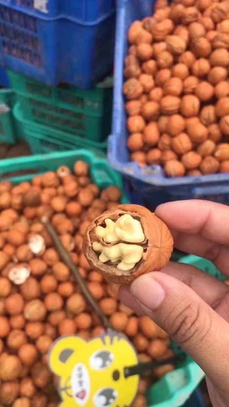精品鲜核桃光子湿核桃