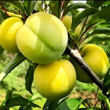 蜂糖李