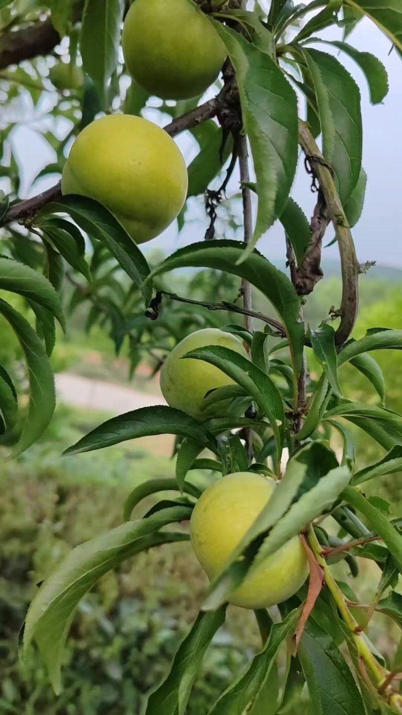 蜂糖李