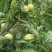 蜂糖李
