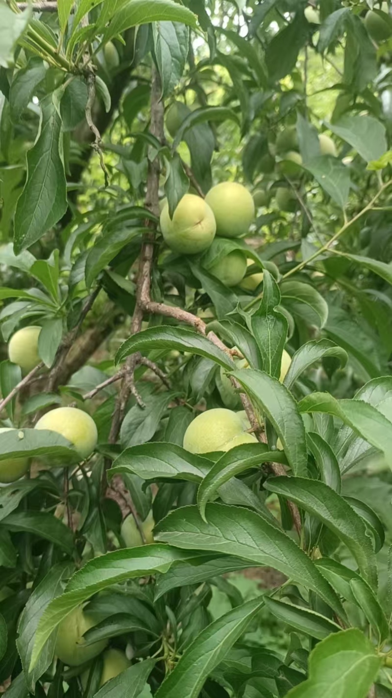 蜂糖李