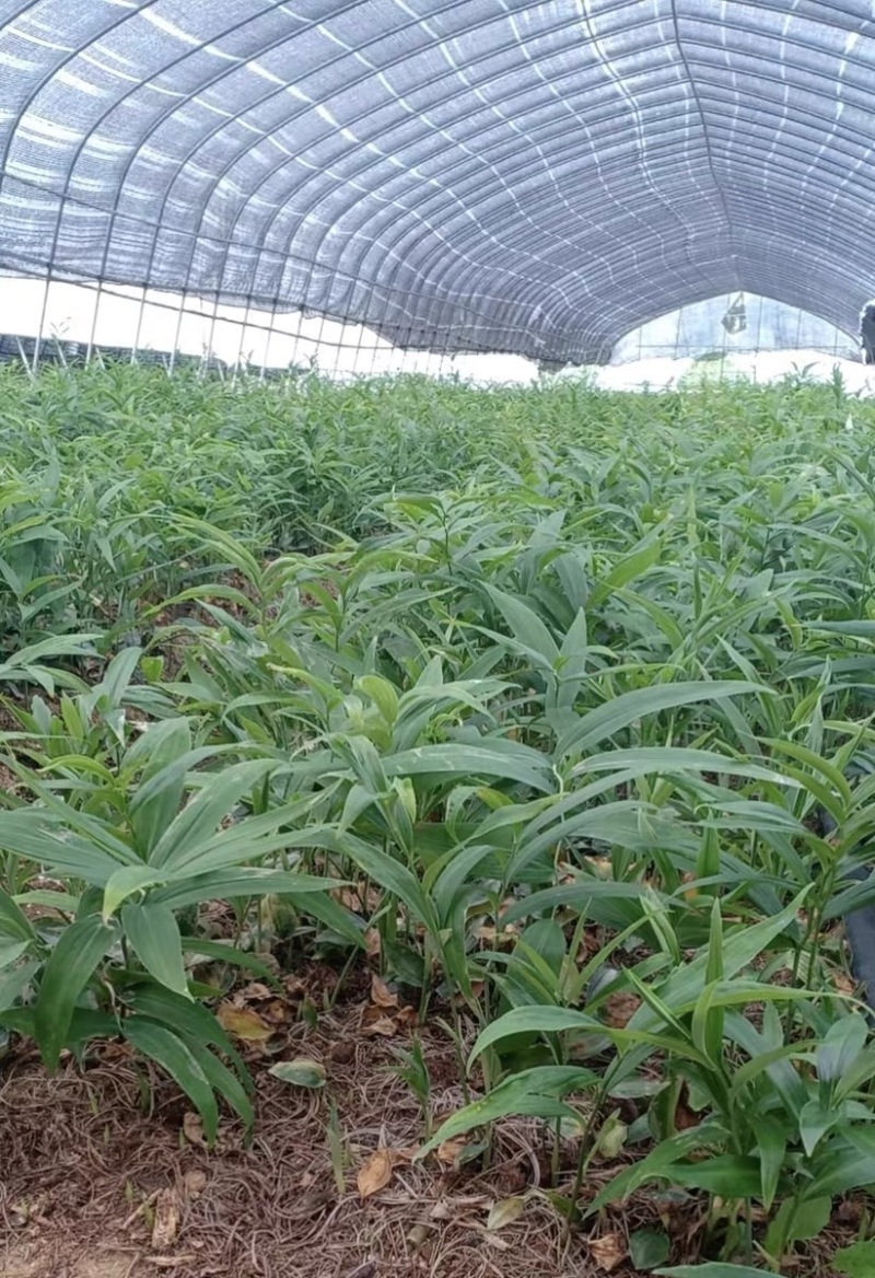 黄精种子批发零售黄精籽药食同源品种改良高产发芽率高