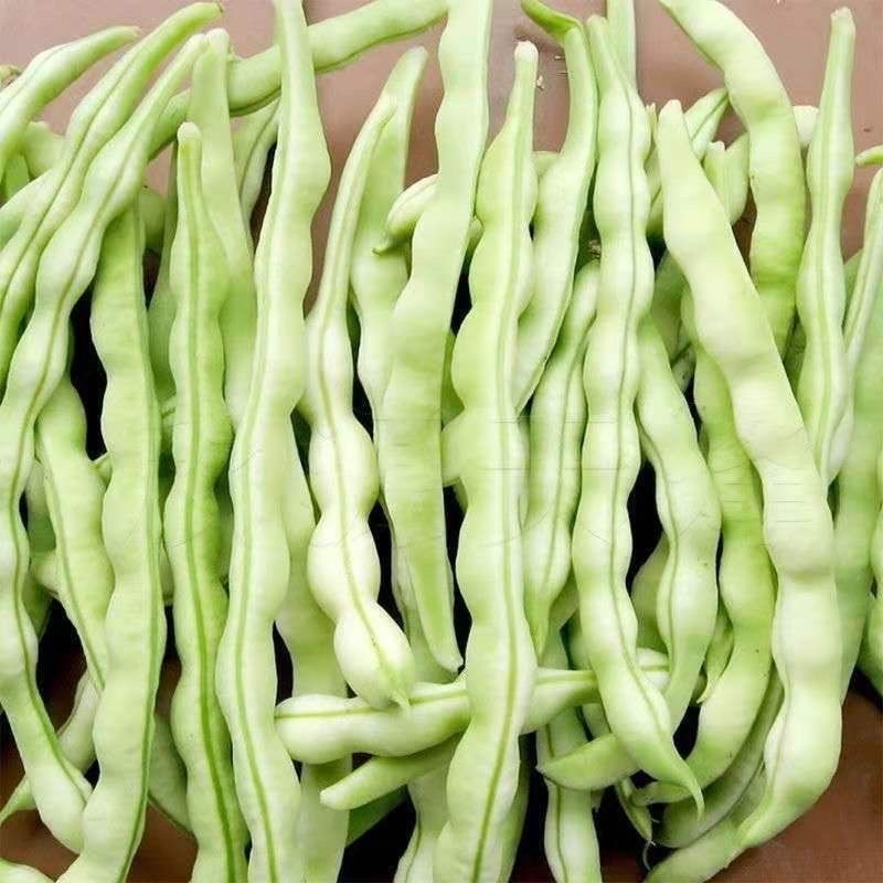 白豆
