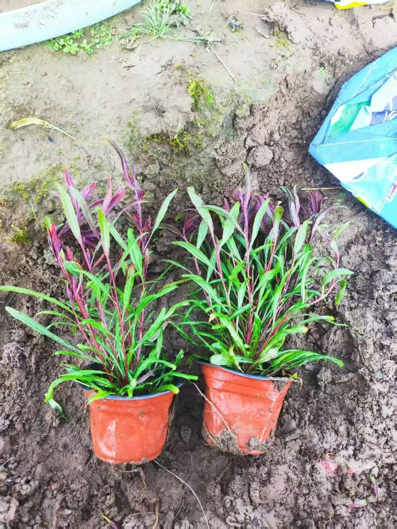 绿化苗木山桃草#基地批发#适合庭院花园小区绿化带两侧