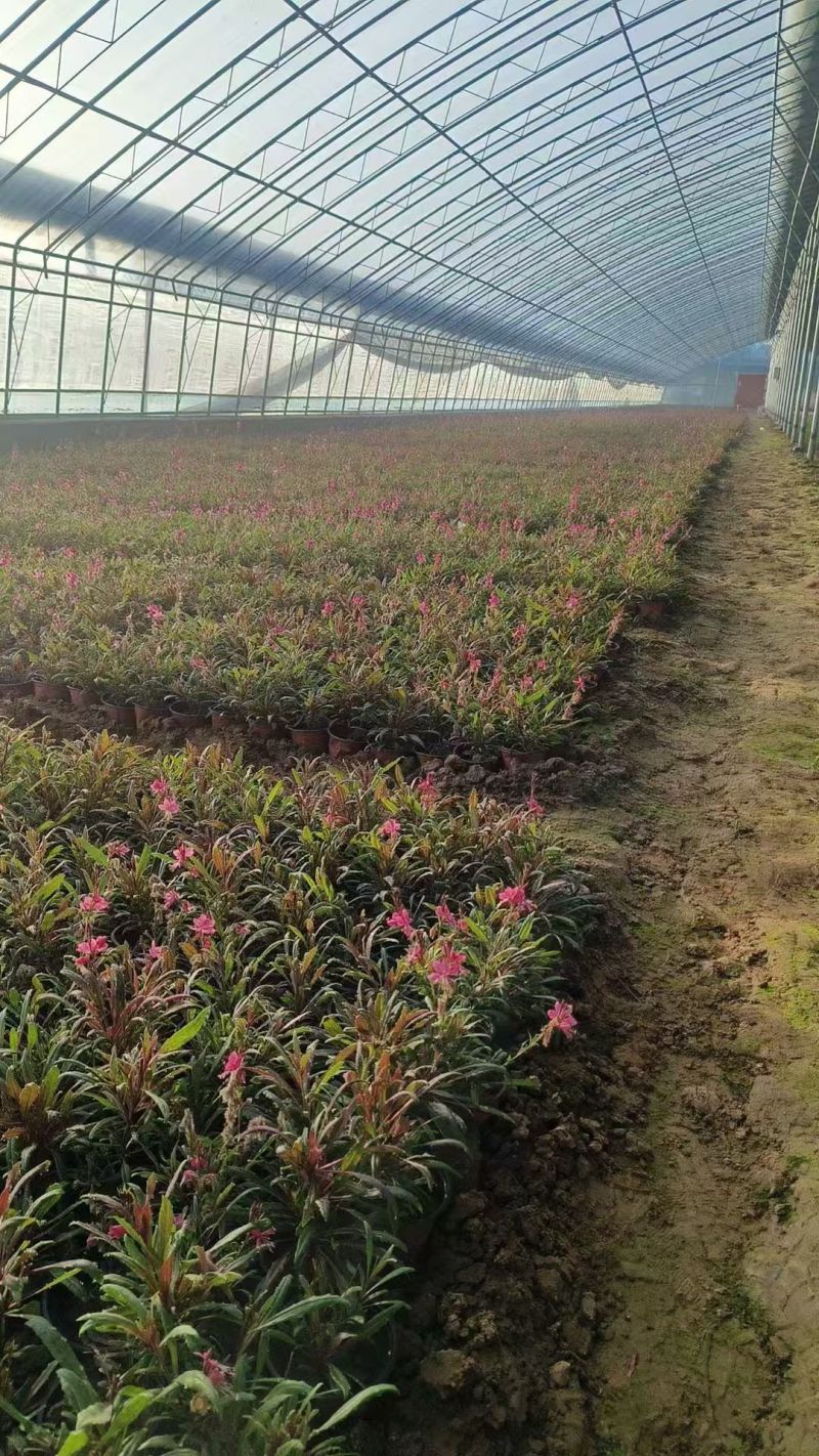 绿化苗木山桃草#基地批发#适合庭院花园小区绿化带两侧