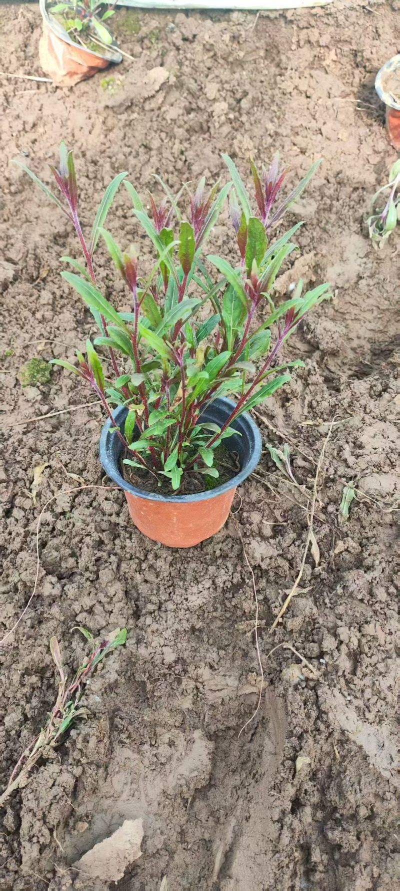 绿化苗木山桃草#基地批发#适合庭院花园小区绿化带两侧