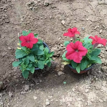 绿化苗木矮牵牛#基地批发#适合庭院花园小区绿化带两侧
