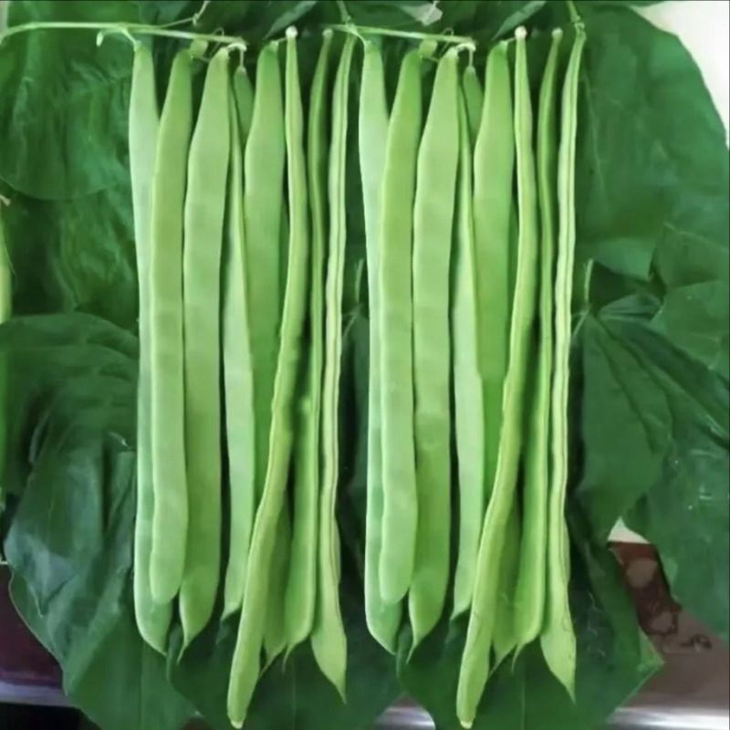 豆角大扁