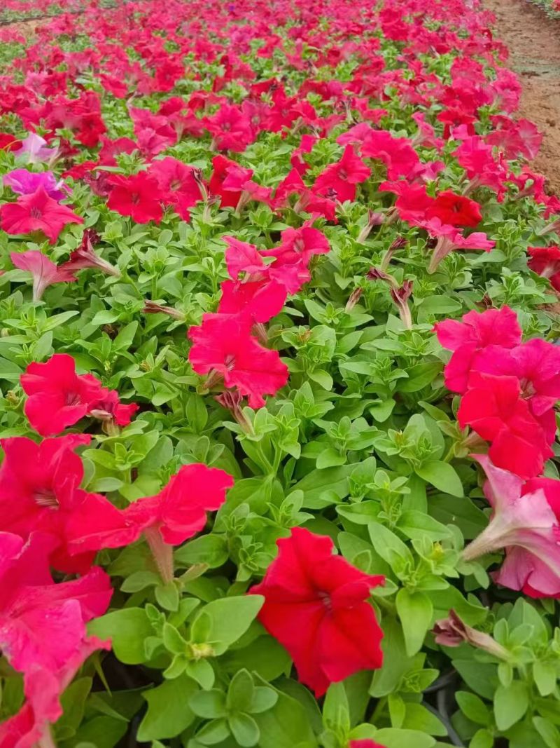 绿化苗木矮牵牛#基地批发#适合庭院花园小区绿化带两侧