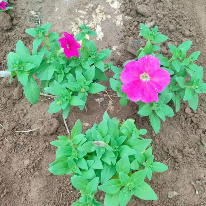 绿化苗木矮牵牛#基地批发#适合庭院花园小区绿化带两侧