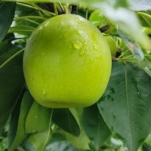 酥脆1号，圆黄，皇冠。脆冠，黄花利，晚秋黄