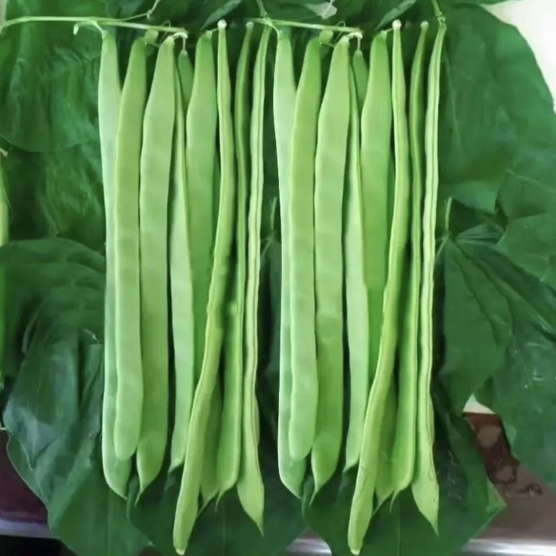 豆角大扁