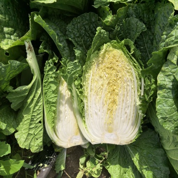 山东平度白菜萝卜，泡菜货大量供应