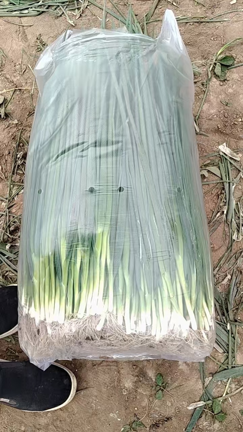 精品小葱
