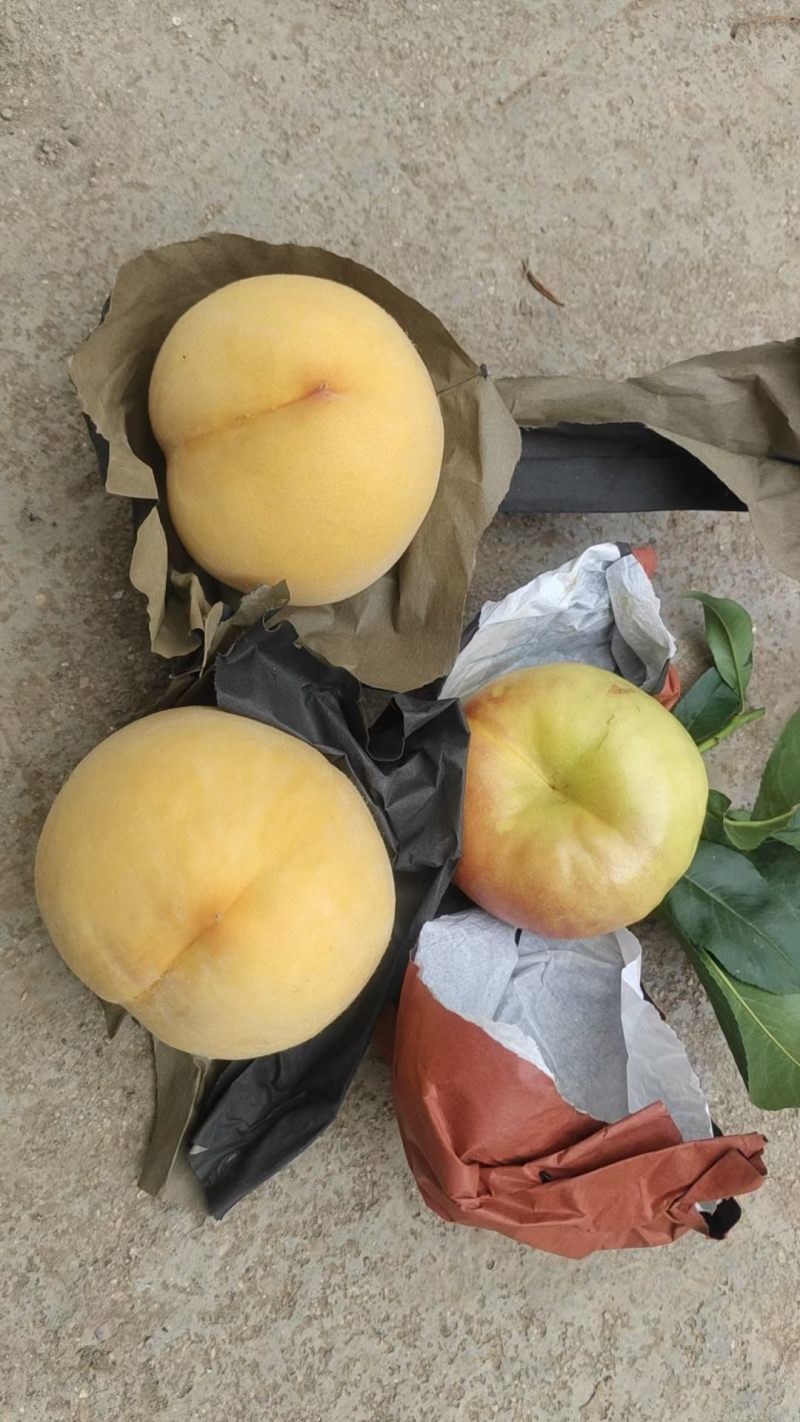 代办沂蒙山区桃子蟠桃油蟠毛蟠苹果各种时令水果。