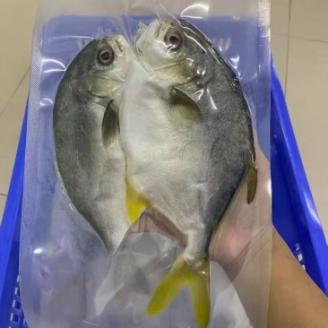 深海金鲳鱼