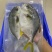 深海金鲳鱼