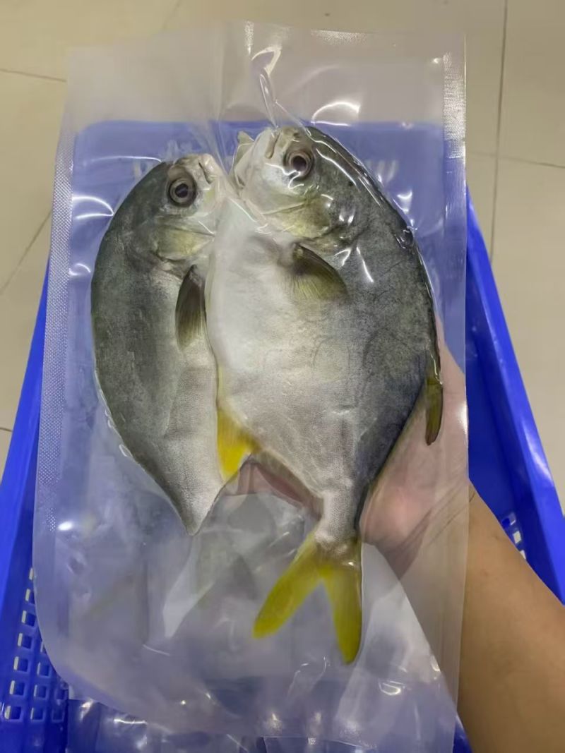 深海金鲳鱼