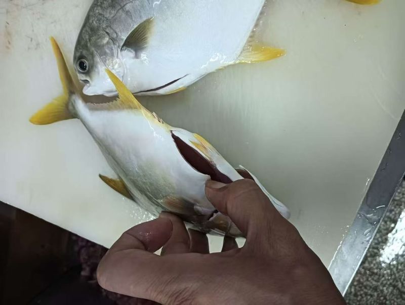 深海金鲳鱼