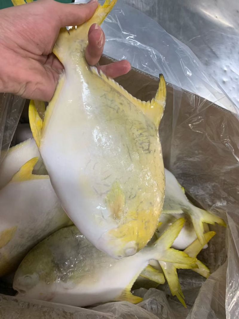 深海金鲳鱼