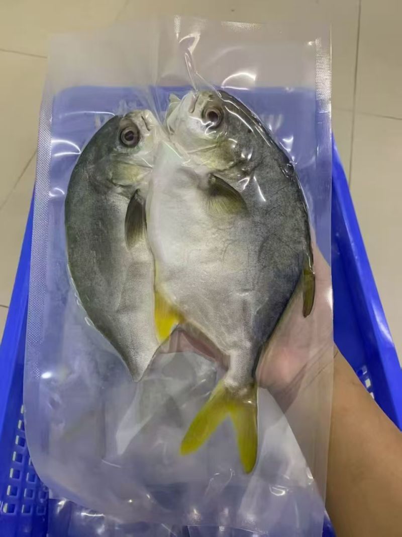 深海金鲳鱼