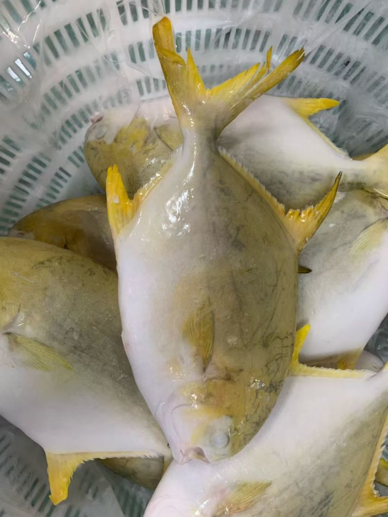 深海金鲳鱼