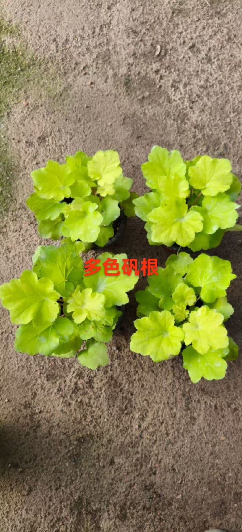绿化苗木矾根#基地批发#适合庭院花园小区绿化带两侧