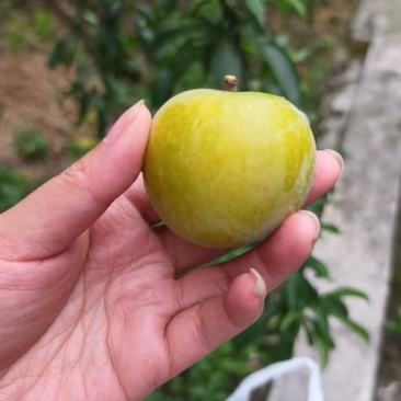 蜂糖李
