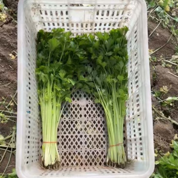 南通大棚芹菜