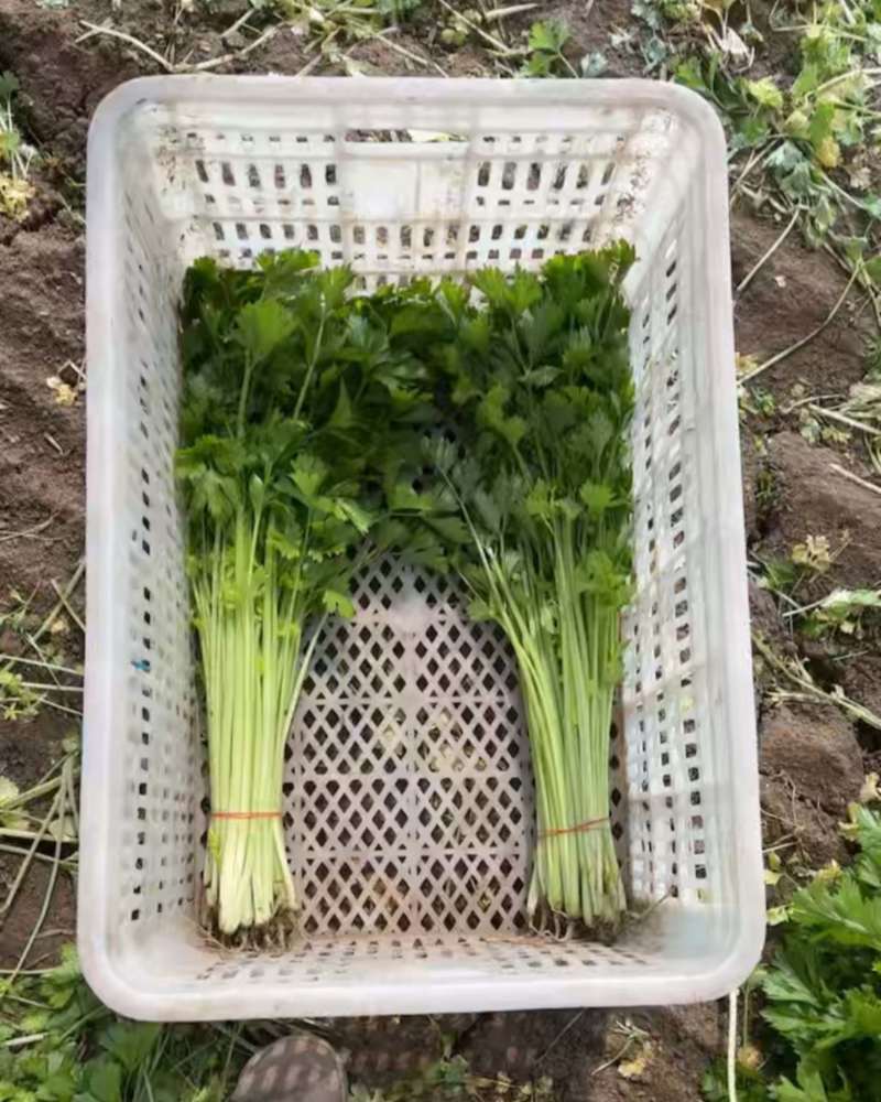 南通大棚芹菜