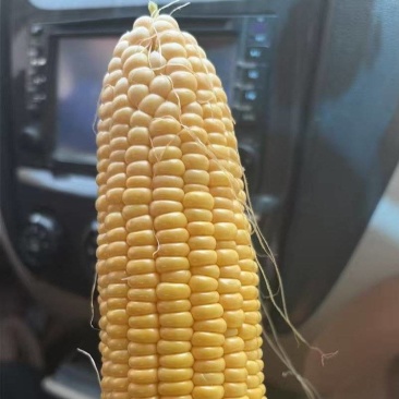 水果玉米