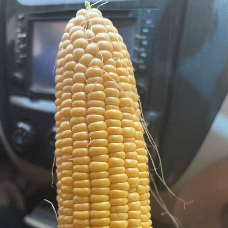 水果玉米