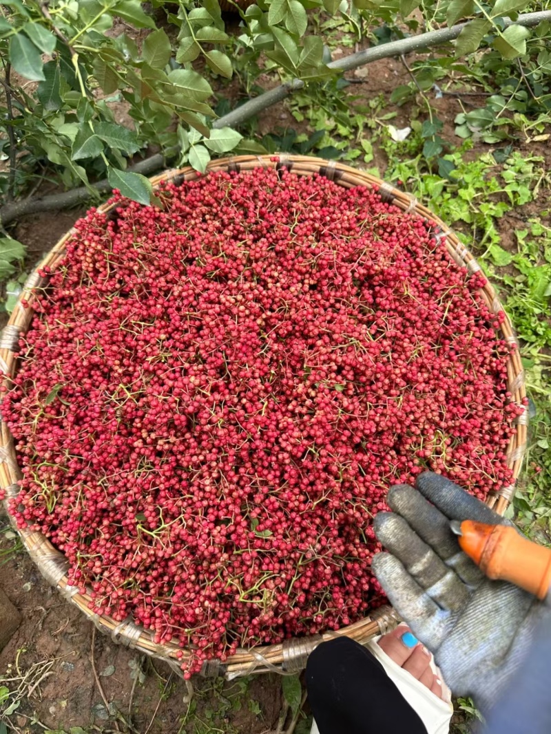 甘肃陇南大红袍花椒我们自有千亩大红袍花椒种植基地生产工厂