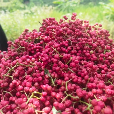 甘肃陇南大红袍花椒我们自有千亩大红袍花椒种植基地生产工厂