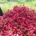 甘肃陇南大红袍花椒我们自有千亩大红袍花椒种植基地生产工厂
