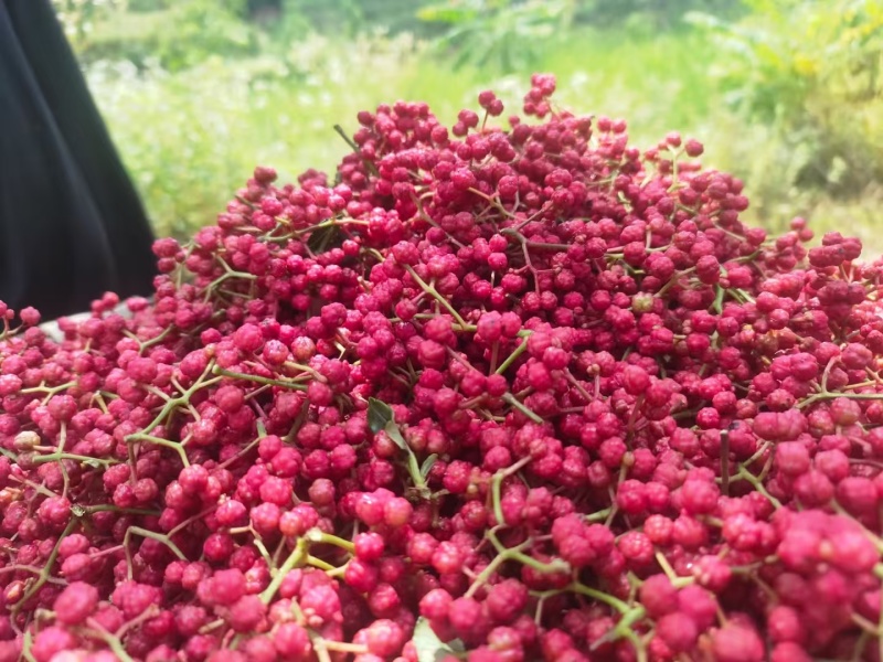 甘肃陇南大红袍花椒我们自有千亩大红袍花椒种植基地生产工厂