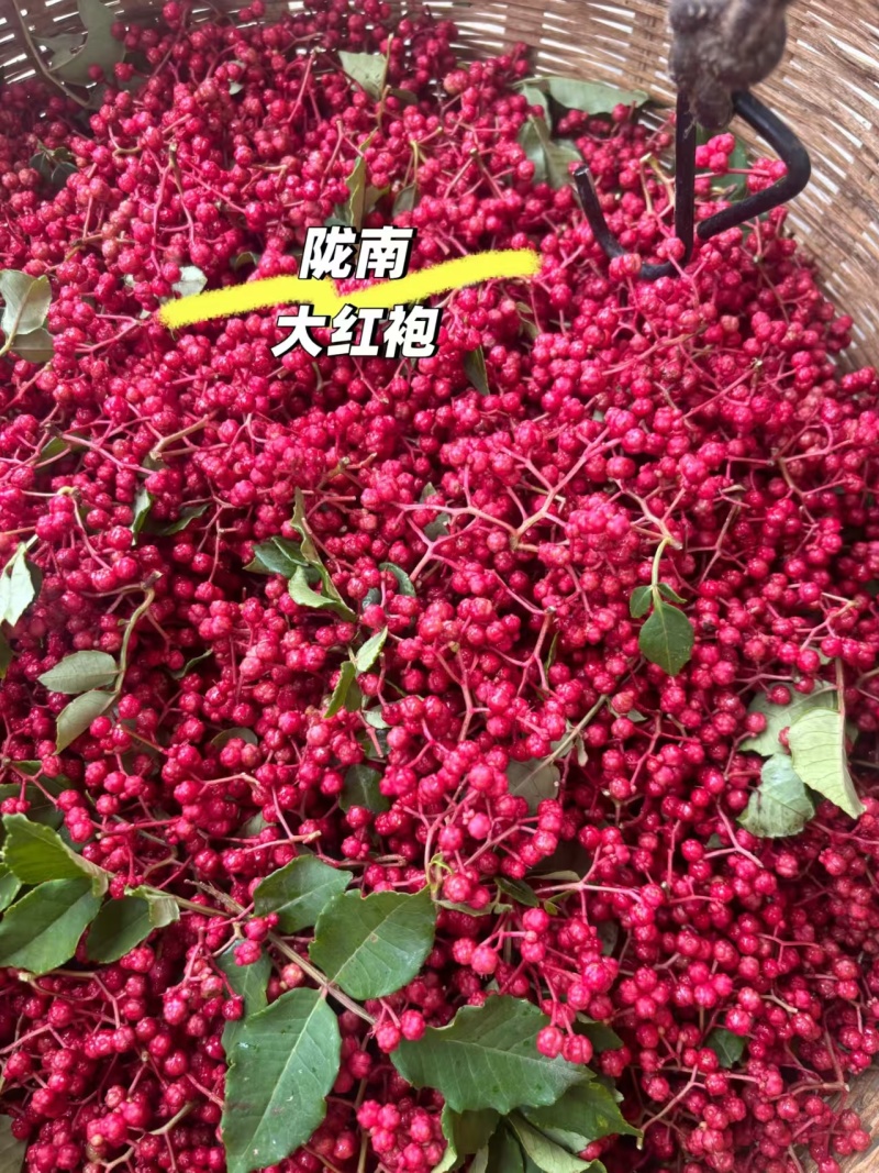 甘肃陇南大红袍花椒我们自有千亩大红袍花椒种植基地生产工厂