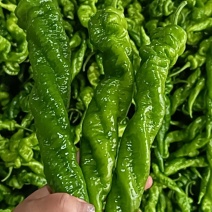 螺丝椒，辣椒，大量上市，欢迎对接批发商，电商超市