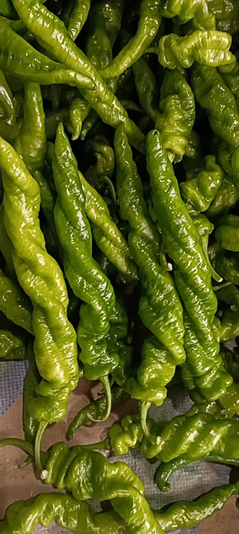 螺丝椒，辣椒，大量上市，欢迎对接批发商，电商超市