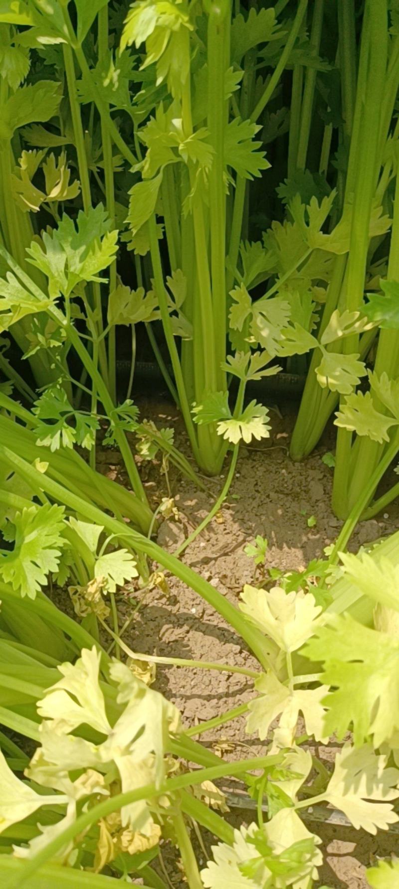 芹菜