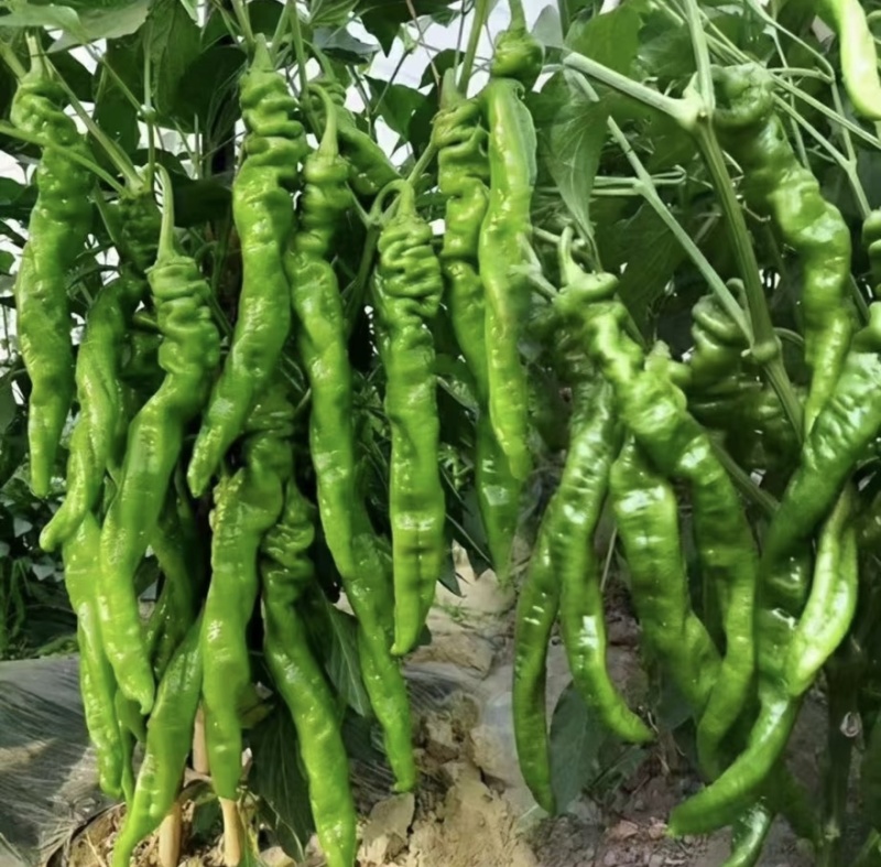 精品螺丝椒支持视频看货对接各大市场商超平台